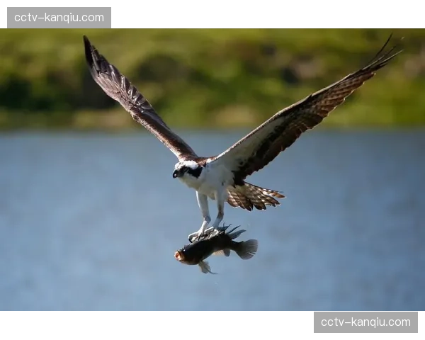 从资格赛突围到高举奖杯：克里斯·科克在威士伯锦标赛的回归之路